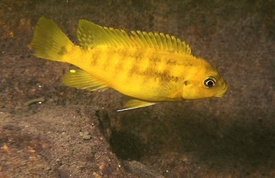 Petrotilapia microgalana 'Lion's Cove'